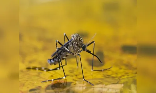 Servidores da saúde recebem treinamento sobre aplicativo contra febre amarela