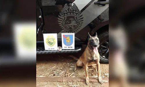 Mulher de 51 anos é presa suspeita de tráfico de drogas em Apucarana