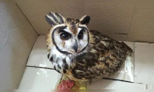GM de Arapongas captura coruja que entrou em uma casa