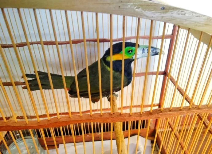 Pássaro Araçari-poca é encontrado dentro de mercado em Arapongas