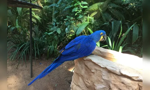 População de animais em florestas cai pela metade desde 1970