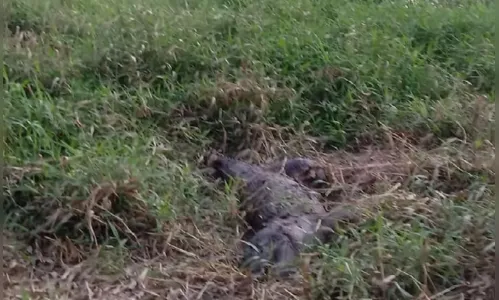 
							Jacaré 'lendário' de Marilândia do Sul é morto a tiros
						
						