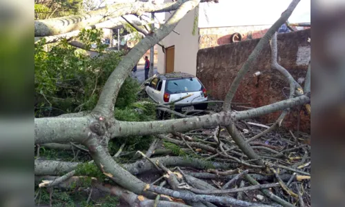 
							Árvore cai e atinge carro em Apucarana 
						
						