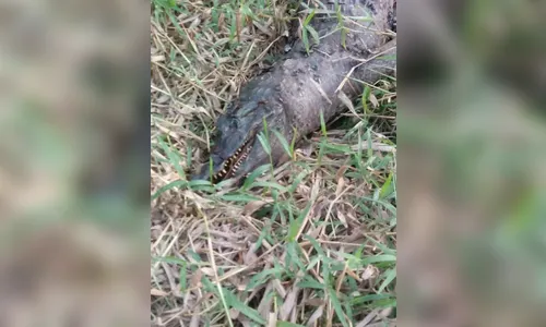 Jacaré 'lendário' de Marilândia do Sul é morto a tiros