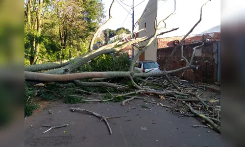 Árvore cai e atinge carro em Apucarana 