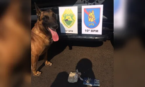 Canil da PM de Apucarana encontra maconha enterrada em terreno 