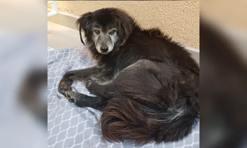 Após 10 anos, cachorro que  fugiu de uma casa em Curitiba é reencontrado 