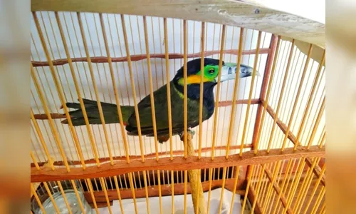 Pássaro Araçari-poca é encontrado dentro de mercado em Arapongas