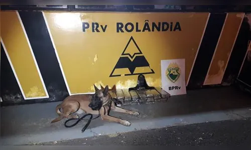 Polícia apreende 27,325 kg de maconha em Rolândia 