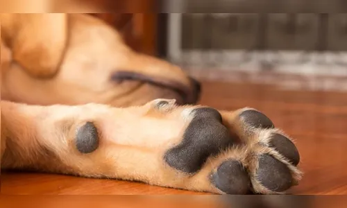 Cachorro é morto com golpes na cabeça em Califórnia