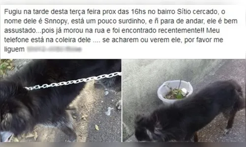 
							Foge novamente cachorro que foi reencontrado após 10 anos, em Curitiba 
						
						