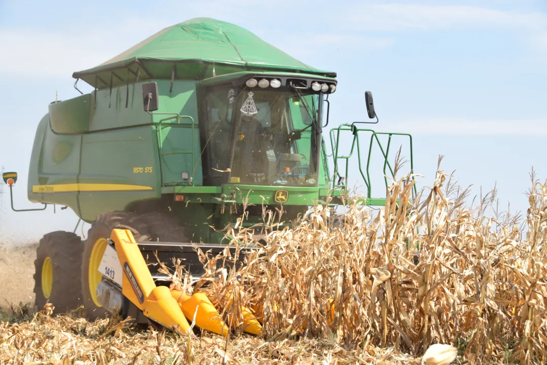 A produção de milho na regional de Ivaiporã deve atingir 240 mil toneladas (Foto: Ivan Maldonado)