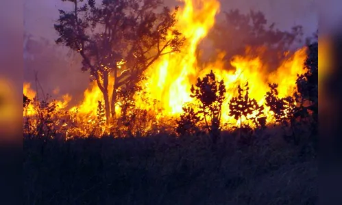 Autoridades advertem que queimada é crime e pode dar até reclusão