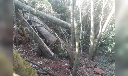 PM ambiental multa dono de propriedade rural por corte de árvores em áreas de preservação permanente