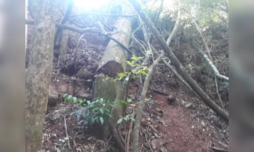 
							PM ambiental multa dono de propriedade rural por corte de árvores em áreas de preservação permanente
						
						