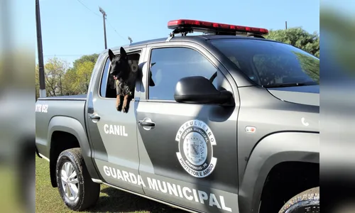 GM de Arapongas apreende adolescentes por vandalismo na região central