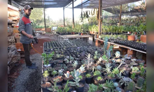 
							Família de Jardim Alegre investe em cultivo de suculentas e cactos
						
						
