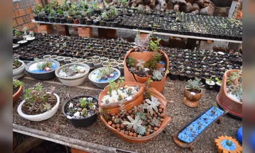 
							Família de Jardim Alegre investe em cultivo de suculentas e cactos
						
						