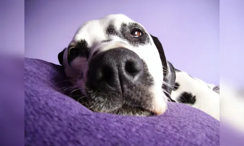 Lei que conscientiza sobre a castração, conscientização e combate ao câncer em animal já está em vigor