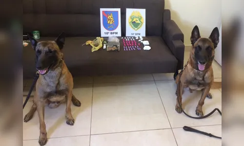 Canil da PM de Apucarana encontra drogas em Kaloré 