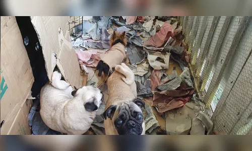 Polícia Civil de Curitiba fecha canil clandestino e resgata 46 cães 