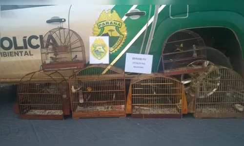 Polícia Ambiental apreende em Jardim Alegre 11 pássaros silvestres mantidos em cativeiro