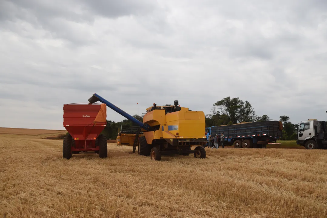 A produção de trigo nos 22 municípios da regional da Seab de Ivaiporã foi marcada por poucas chuvas e pelas geada(Fotos: Ivan Maldonado)