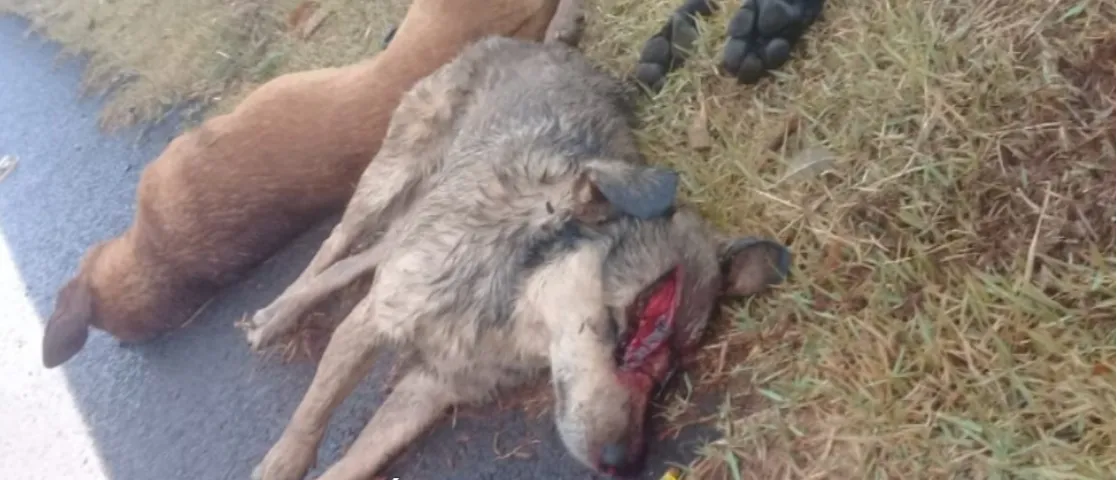 Suspeita é que cães foram mortos com golpes de facão. Foto: Blog Maringá Na Hora
