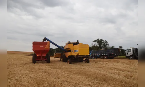 Seca e estiagem derrubam produção de trigo
