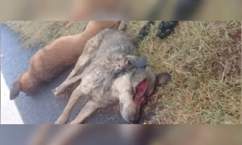 Três cães são encontrados mortos com sinais de esfaqueamento, na BR-376