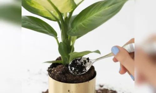 Café faz bem para as plantas? Saiba como ele age no solo