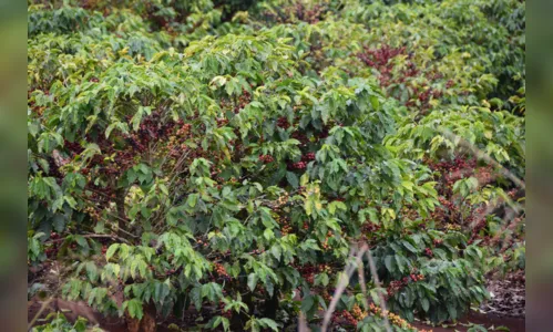 
							Premiação de melhor café de Ivaiporã acontece na segunda-feira
						
						
