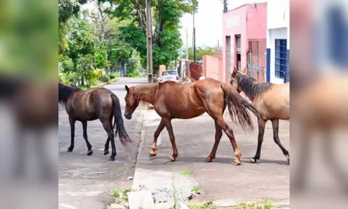Apucarana contrata empresa para recolhimento de cavalos