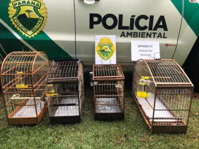 Rapaz é detido em Apucarana por manter em cativeiro quatro aves silvestres 