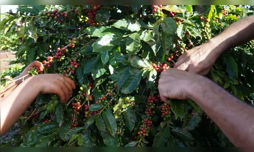 Premiação de melhor café de Ivaiporã acontece na segunda-feira