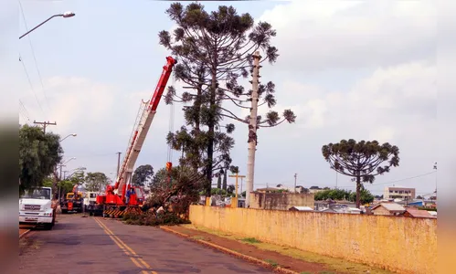 Apucarana retira árvores de grande porte dos cemitérios