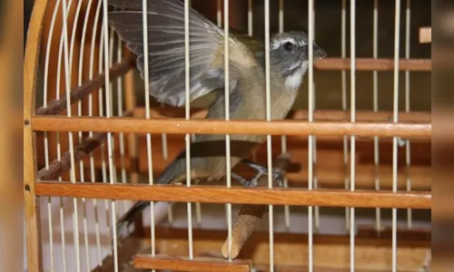 Assaltantes armados invadem casa e levam gaiolas de passarinhos em Cambira