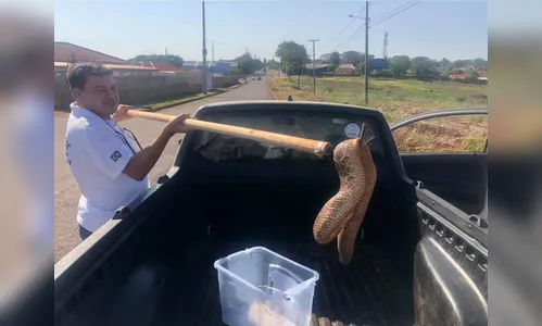 Cobra cascavel é encontrada no quintal de uma casa em Borrazópolis