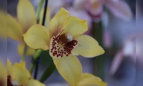 
							Exposição de Flores em Jardim Alegre supera expectativas
						
						
