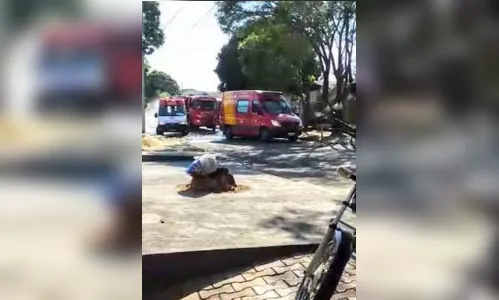 Idoso morre após ser atacado por enxame de abelhas 