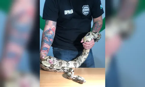 PCPR apreende Jiboia mantida sem autorização ambiental 