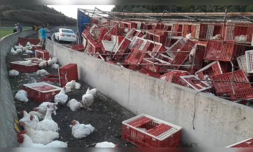 Carreta carregada de frangos tomba na PR-376