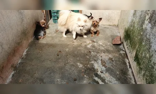 Polícia Civil encontra 82 cachorros em canil clandestino na capital do Estado 