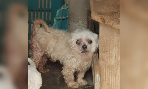 
							Polícia Civil encontra 82 cachorros em canil clandestino na capital do Estado 
						
						