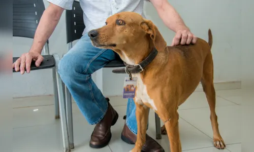 
							Pets mudam a rotina de empresas
						
						
