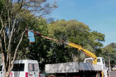 Manejo da arborização urbana será terceirizado em Apucarana