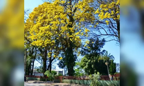 Primavera deve ser mais quente, prevê meteorologistas 