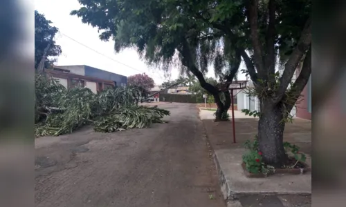 
						
							Árvore cai e atinge fiação da rede elétrica, no Jardim Menegazzo 
						
						