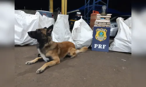 
							Motorista é preso com meia tonelada de maconha, em Mandaguari 
						
						