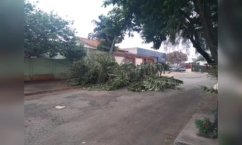 Árvore cai e atinge fiação da rede elétrica, no Jardim Menegazzo 